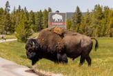 « Le problème, ça a été l’atterrissage » : l’homme projeté dans les airs à Yellowstone raconte l’attaque spectaculaire du bison