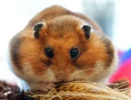 Covid long : le virus persiste « jusqu’à 80 jours » dans le cerveau, selon une étude sur des hamsters