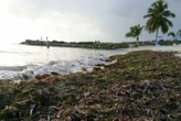 Odeurs, gaz toxique… La Guadeloupe confrontée à une nouvelle arrivée massive de sargasses