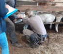 Opération hors norme de test contre la tuberculose bovine dans un élevage réfractaire du Calvados