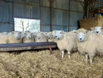 Fête de l’Aïd-el-Kebir : 171 moutons, qui allaient être abattus illégalement, récupérés par la gendarmerie dans l’Hérault