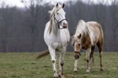 « On a retrouvé un homme qui faisait des choses terribles » : un homme, suspecté d’actes zoophiles sur un cheval, recherché dans les Hautes-Alpes