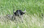 Un Américain survit après avoir été encorné par un bison « imprévisible » dans le célèbre parc national de Yellowstone