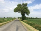 Dans le Loiret, une association engage un inventaire participatif inédit des arbres de Beauce et veut « régénérer la forêt »