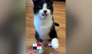 « Billy the cat », ce chat qui réalise un sans-faute sur les vainqueurs des matchs depuis le début de la Coupe du monde