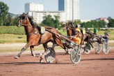 Arrivée du quinté du mercredi 18 juin à Toulouse : Indy de Jyr fait coup double