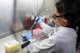 Hantavirus : « Aucun symptôme parmi les 26 cas contacts » français, les quatre enfants testés négatifs