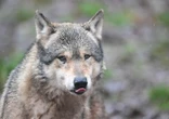 « Sans surveillance », il a rampé sous la clôture : un enfant en bas âge blessé par un loup dans un zoo américain