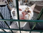 « Un abandon » : la SPA de Nîmes publie les images d’un homme déposant ses chats devant son portail