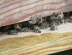 250 millions d’insectes dans l’air… Invasion d’abeilles aux États-Unis après l’accident d’un camion rempli de ruches