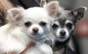 « Il a délibérément percuté notre petit chien » : ivre, un Belge en trottinette électrique renverse un chihuahua qui n’a pas survécu au choc