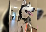 « Il faut sévir ! » : abandonné pour les vacances, son chien était resté huit jours attaché à un arbre