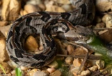 Un randonneur meurt après avoir été mordu par un serpent venimeux qu’il venait de ramasser dans le Tennessee