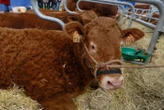 Échappés d’une foire agricole, des bovins sèment la zizanie et blessent deux enfants
