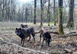 La Forêt des loups : un lieu idéal pour découvrir ce super prédateurContenu proposé par ESPACE RAMBOUILLET