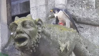 Diane et Horus, deux bébés faucons pèlerins tombés de leur nid à la cathédrale de Reims snobés par leurs parents