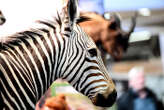 Un zoo chinois peint des ânes en zèbres et suscite l’indignation