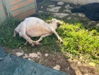 Bêtes maltraitées, cadavres de chèvres dans le congélateur… Un abattoir clandestin découvert à Viry-Chatillon