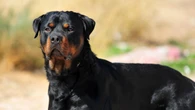 Permiten que un niño salga al patio, abre una jaula y muere atacado por dos rottweilers