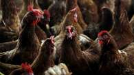 Nueva York cierra los mercados de aves vivas por la gripe aviar y el robo de 100.000 huevos