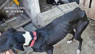 Descubren 32 perros muertos de hambre en una granja abandonada