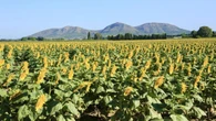 Trigo, arroz y girasoles a pies del Montgrí