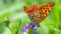 Sofía, la bella mariposa más sabia