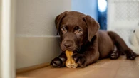 Los perros maltratados en su infancia son más propensos al miedo y la agresividad de adultos