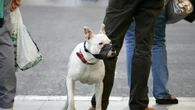 Cárcel para una madre y su hijo por tener el cadáver de un cachorro en la nevera y 16 perros peligrosos desnutridos