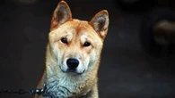 Una mujer deja a su perro en una residencia canina y le devuelven una bolsa de basura con restos de otro animal