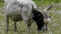 El filósofo caprino medita, rumia e ignora