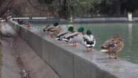 Reunión de patos en El Retiro