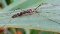 La mala suerte de ser confundida con un mosquito y que te quieran matar