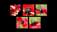 La amapola triste, flor del consuelo