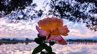 La rosa de Sant Jordi del Parc de l'Agulla