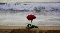 Rosas de Sant Jordi en playas del Empordà