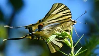 La mariposa con color invisible al ojo humano