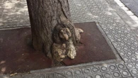 El curioso caso del perro convertido en árbol