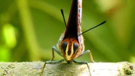 ¿Sabes por qué las mariposas prefieren recolectar el néctar de las flores rojas?