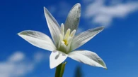 La estrella de Belén no solo luce en Navidad