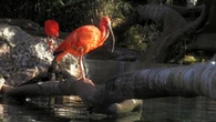 La llamativa belleza del ibis escarlata