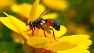 ¿Has visto alguna vez la mosca bicolor?