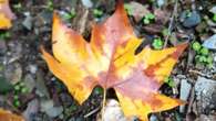 ¿Qué dicen los colores del otoño en Collserola?