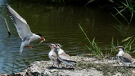La vida del charrán en el delta del Ebro