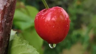Las cerezas del Segrià ya lucen