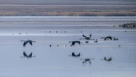 Las grullas de Gallocanta