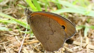 La extraordinaria mariposa loba