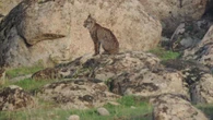 Cómo convivir con el lince ibérico