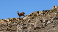 El rebeco de la Tossa de Alp