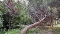 El extraño pino del parque del Ebro